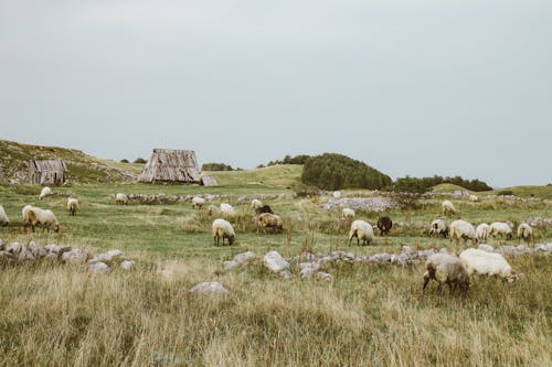 Безкоштовне стокове фото на тему «вівці, надворі, пастуший» стокове фото