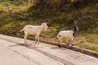 White and Black Cow on Gray Asphalt Road