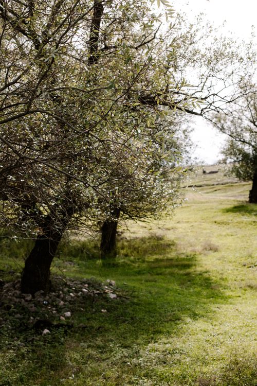 Free A serene landscape of trees and grass in an outdoor park setting. Stock Photo