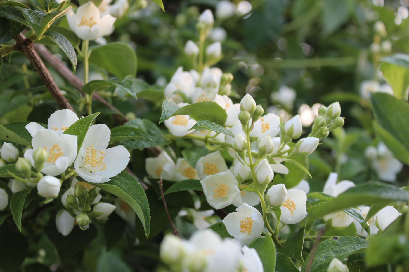 Fresh jasmine blossoms and green leaves, the flowers used for scenting jasmine tea by the same method used for osmanthus