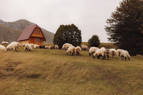 Photos gratuites de agriculture, animaux, cabane