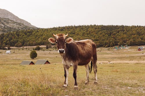 가정의, 가축, 농지의 무료 스톡 사진