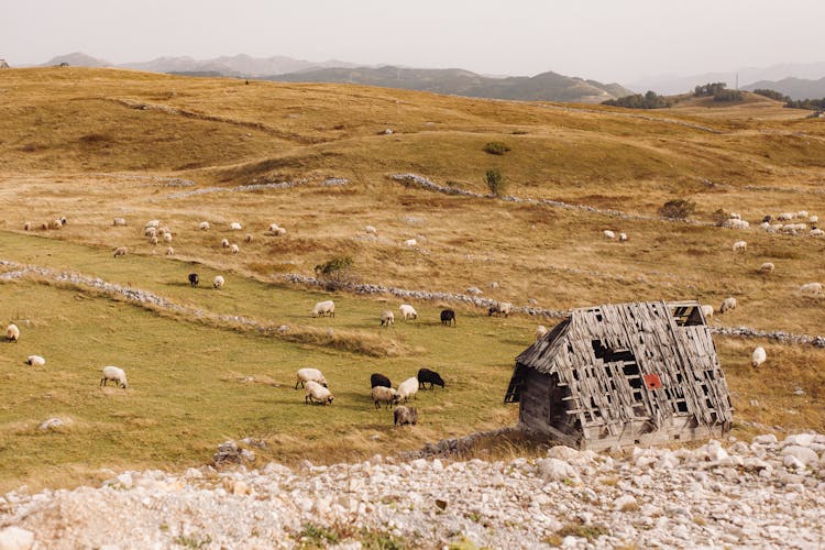 Herd Of Sheeps On A Grazing Land 