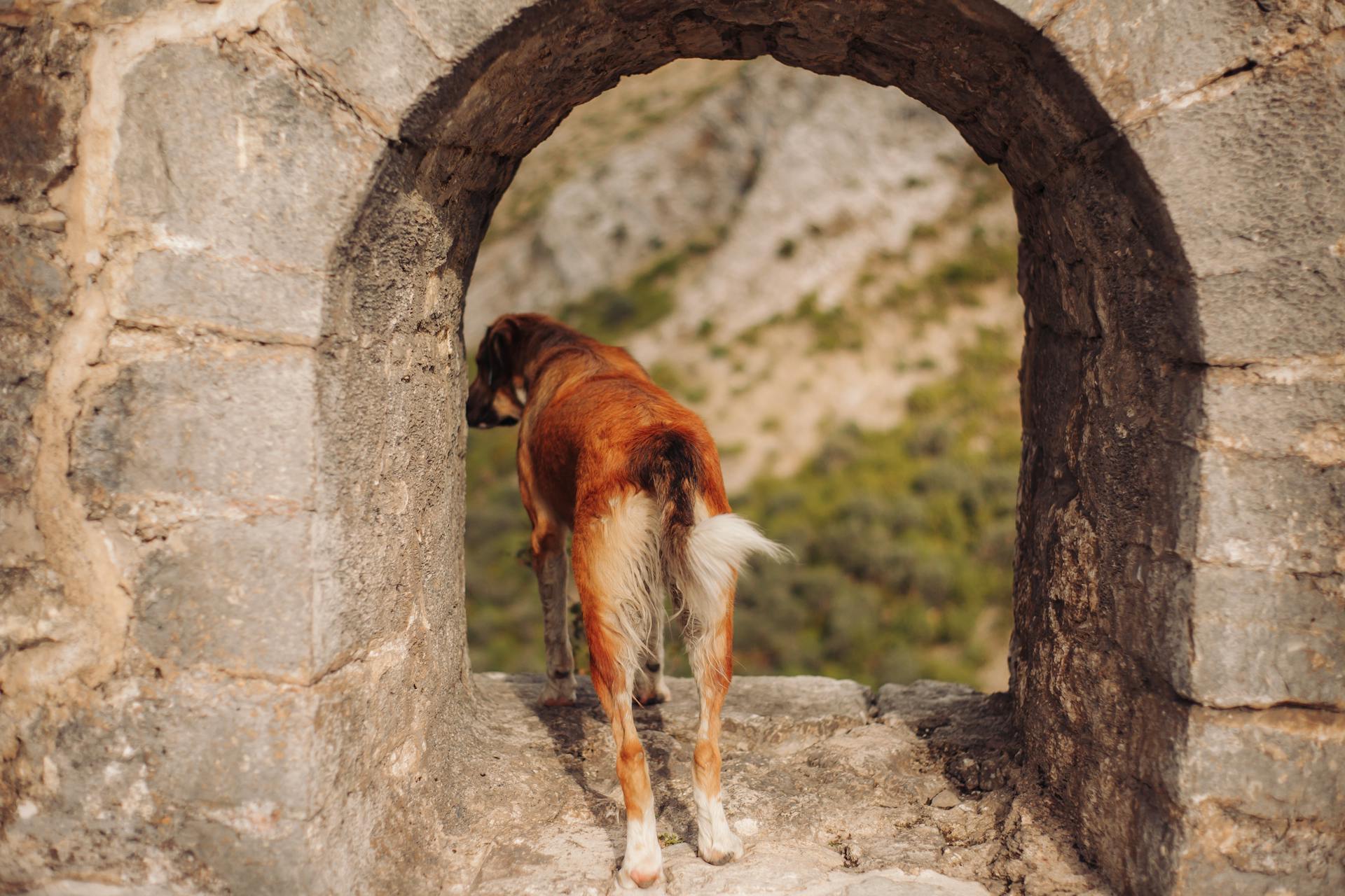 Dog on a Stone Arched Entrance