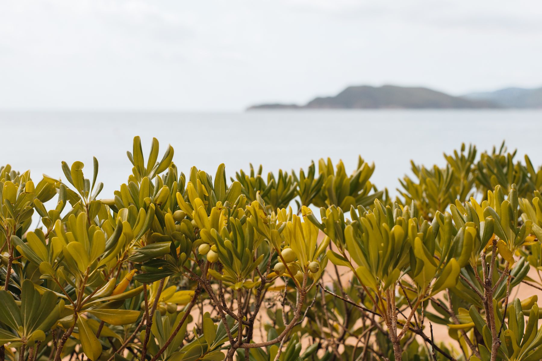 Purslane plant growing outdoors