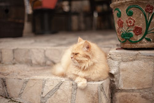 Free açık hava, adımlar, ev kedisi içeren Ücretsiz stok fotoğraf Stock Photo