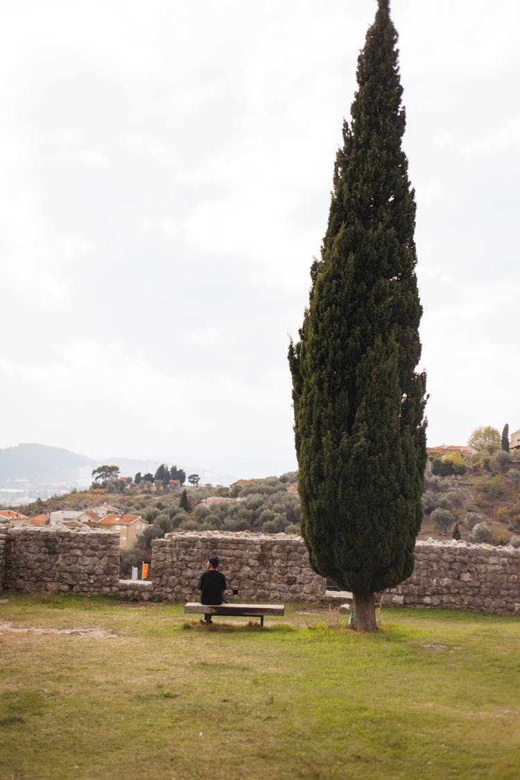 Cypress Tree On Grass