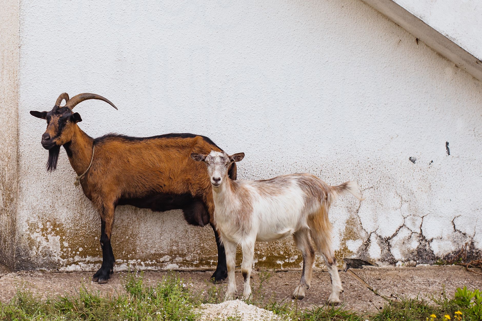 Portrait of a goat at a veterinary clinic