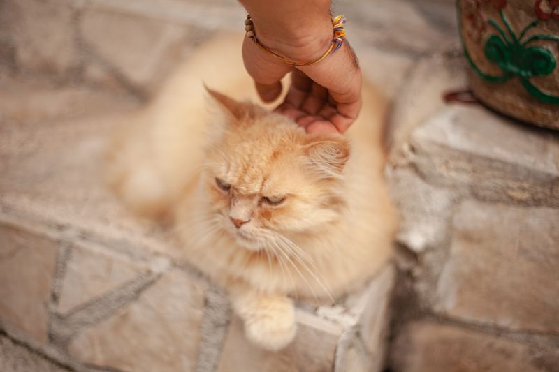 A hand gently reaching toward a soft ginger cat