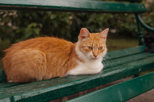 在一个阳光明媚的日子里，一只姜色虎斑猫躺在公园的绿色长椅上