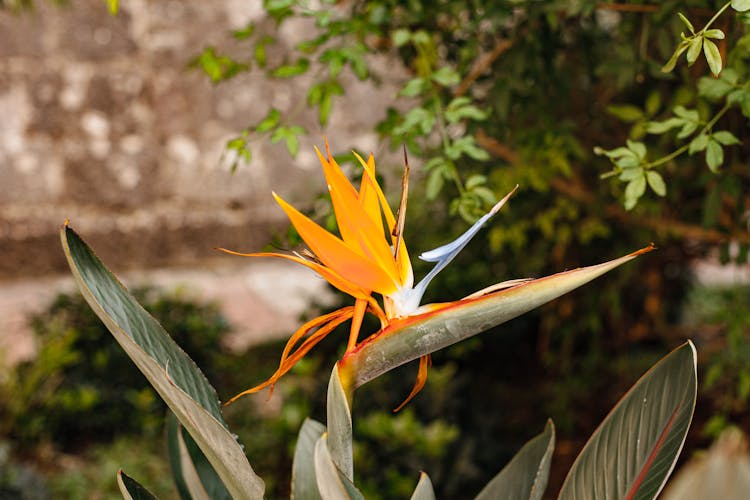 Beautiful Yellow Strelitzia Flower