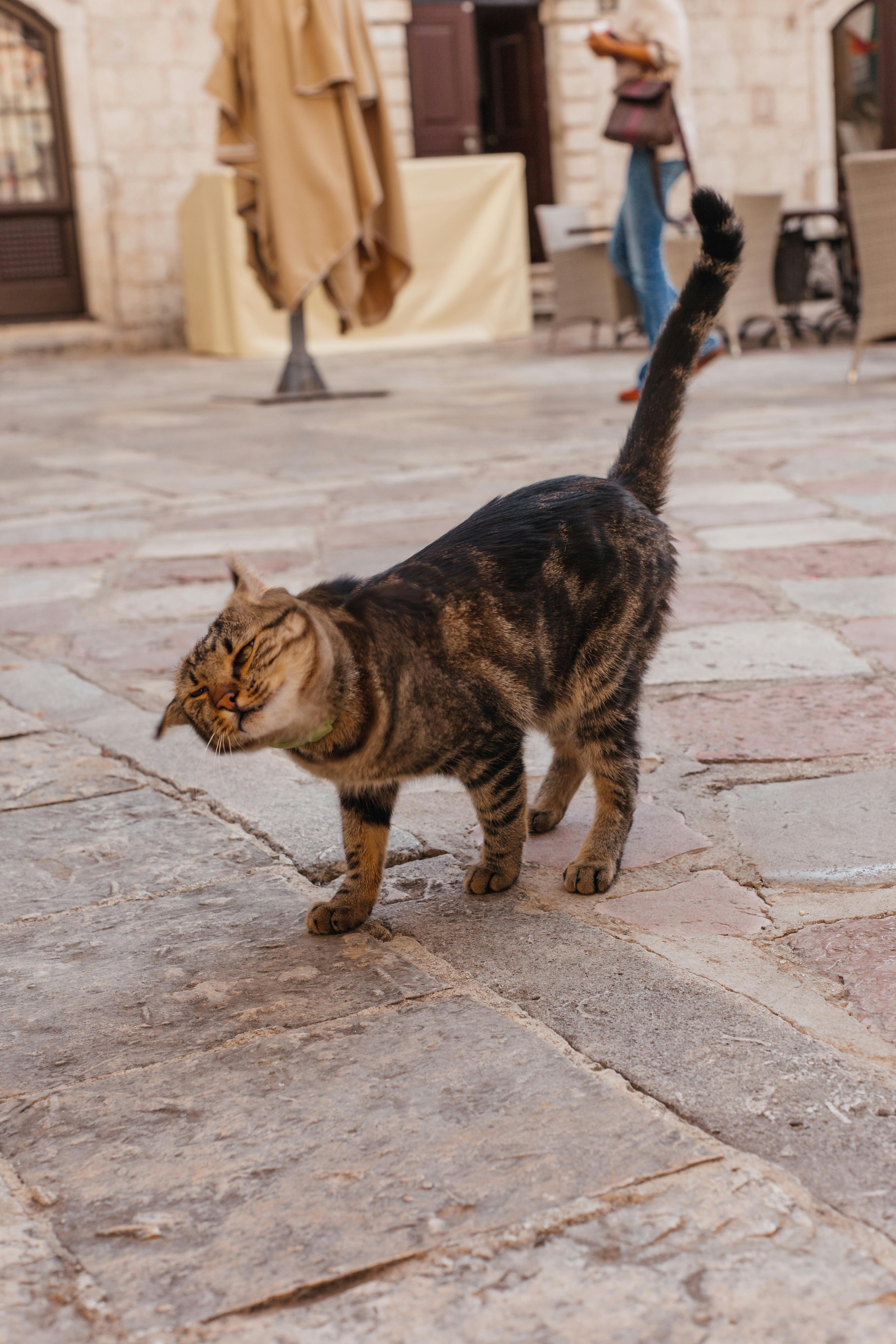 brown tabby cat on a cobblestone ground