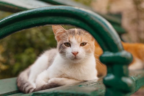 Imagine de stoc gratuită din a închide, adorabil, animal de casă