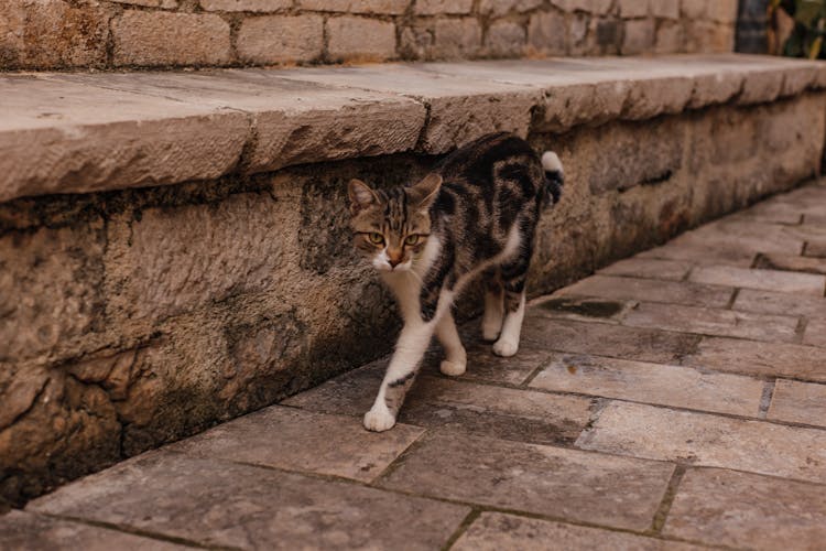 A Cat Walking Outside