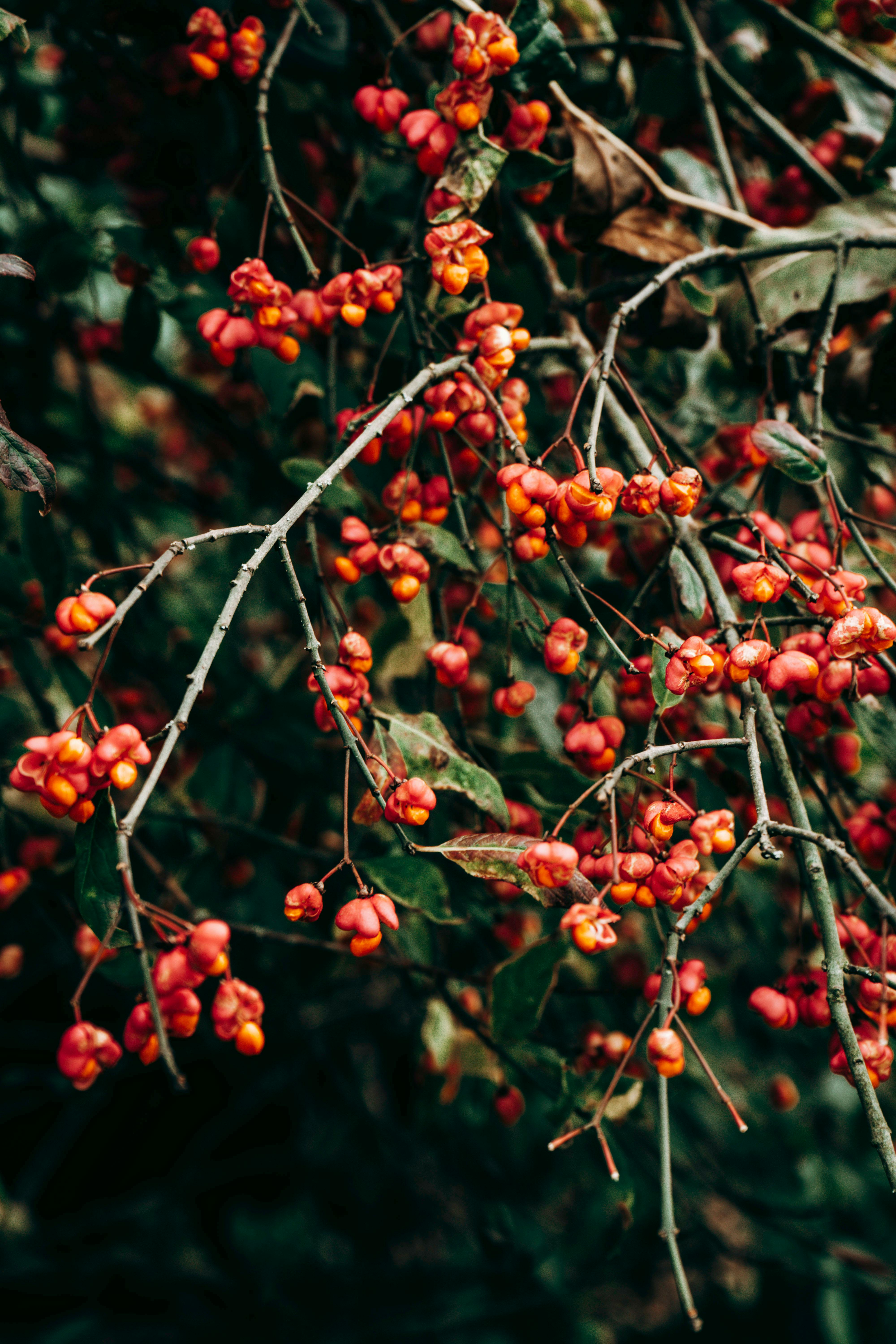 Close-up Photo of Red Fruit · Free Stock Photo