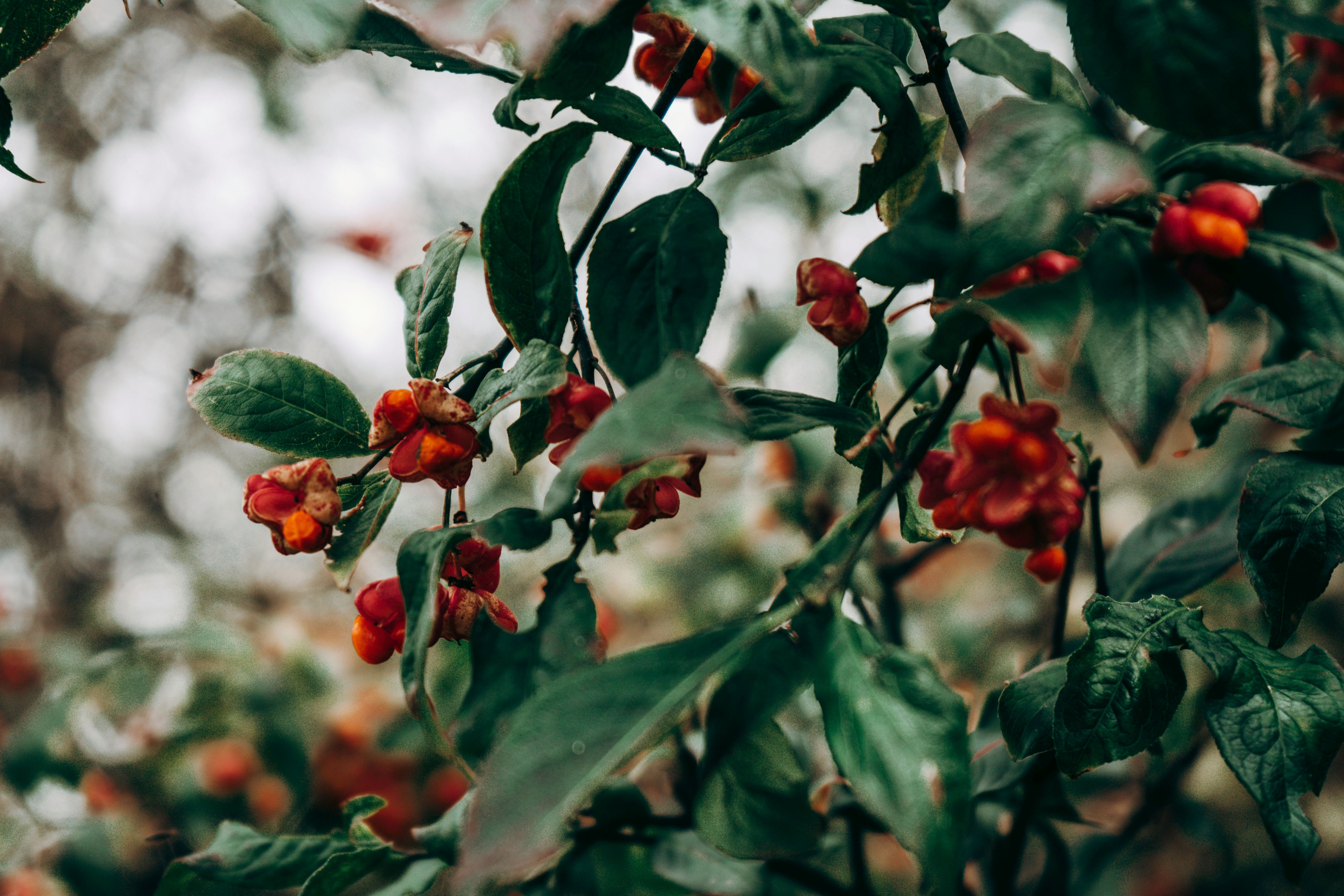 berberine lose weight guide||berberine-lose-weight-guide-guide.jpg