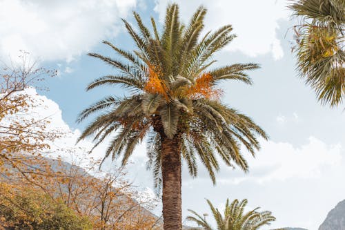 Green Palm Tree Under Cloudy Sky 