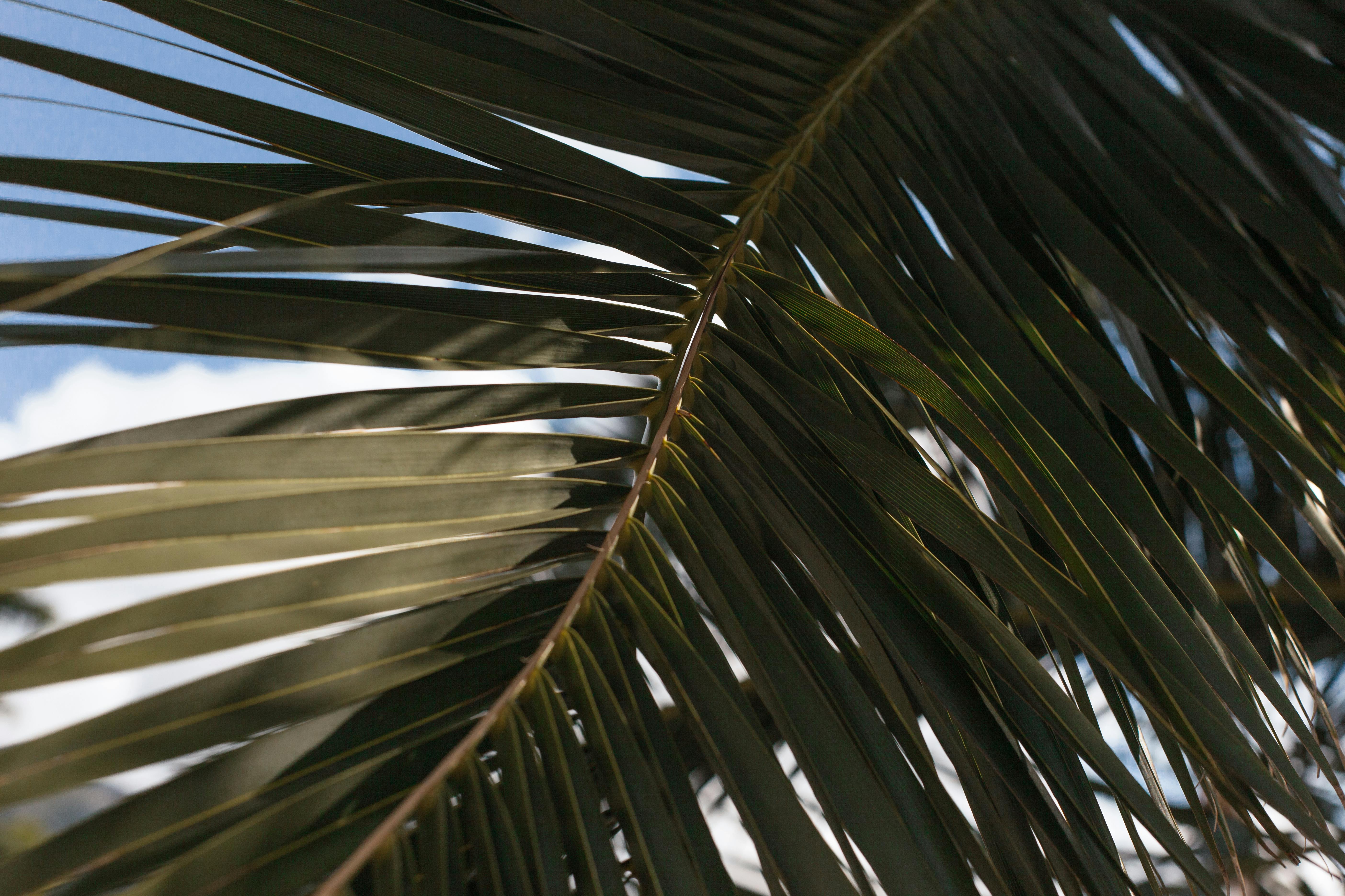 Coconut Leaves Photos, Download The BEST Free Coconut Leaves Stock Photos &  HD Images