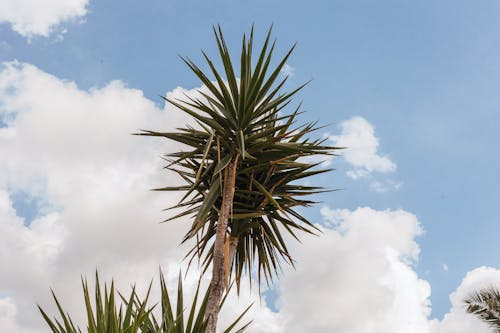 Green Spineless Yuka udner Blud Cloudy Sky 