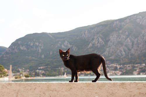 Imagine de stoc gratuită din adorabil, animal, animal de casă