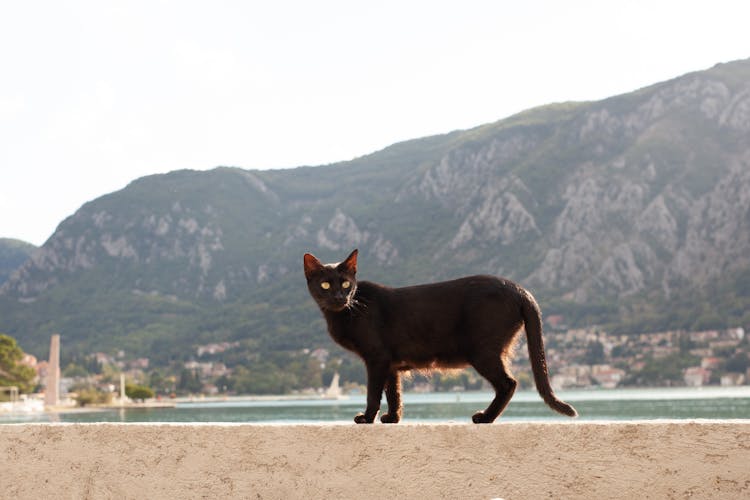 Black Cat On Concrete Ledge