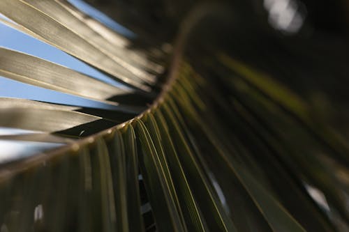 Green Leaf in Close Up Photography