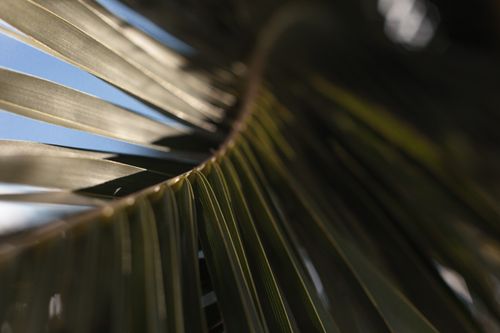 Free A detailed view of a tropical palm leaf showing intricate vein patterns under sunlight. Stock Photo