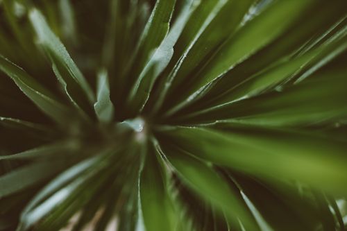 Free Captivating close-up of lush green palm leaves with a beautiful shallow focus effect. Stock Photo