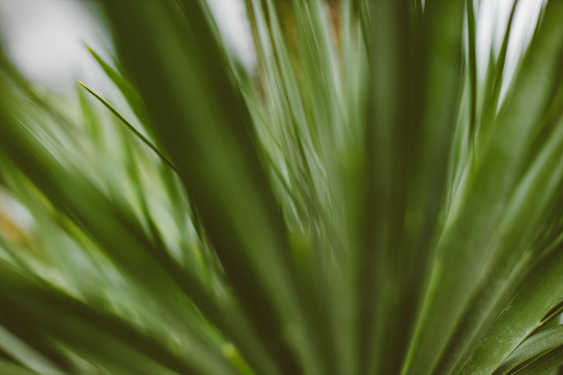 Close-up of green leaves with natural blur — photo by ROMAN ODINTSOV on Pexels