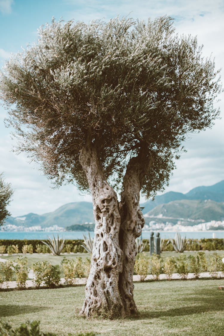 Olive Tree On The Lawn Grass