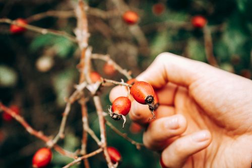 Free A close-up shot of a hand holding vibrant red barberries on a branch outdoors. Stock Photo