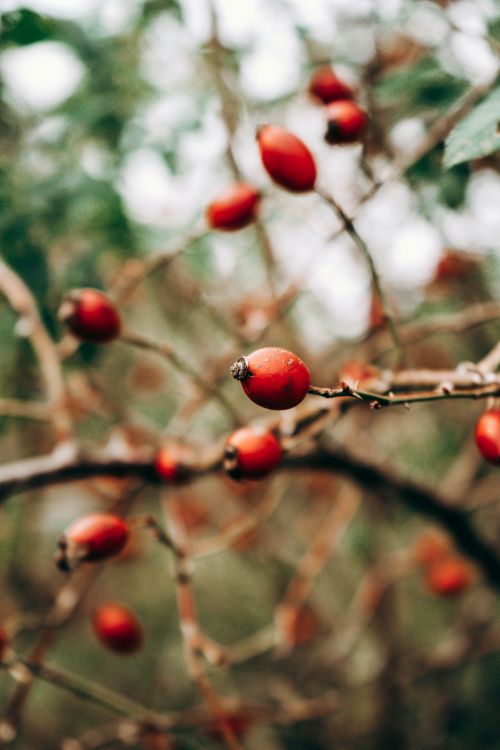Free Vivid close-up of red berries on a branch, highlighted against a blurred outdoor background. Stock Photo