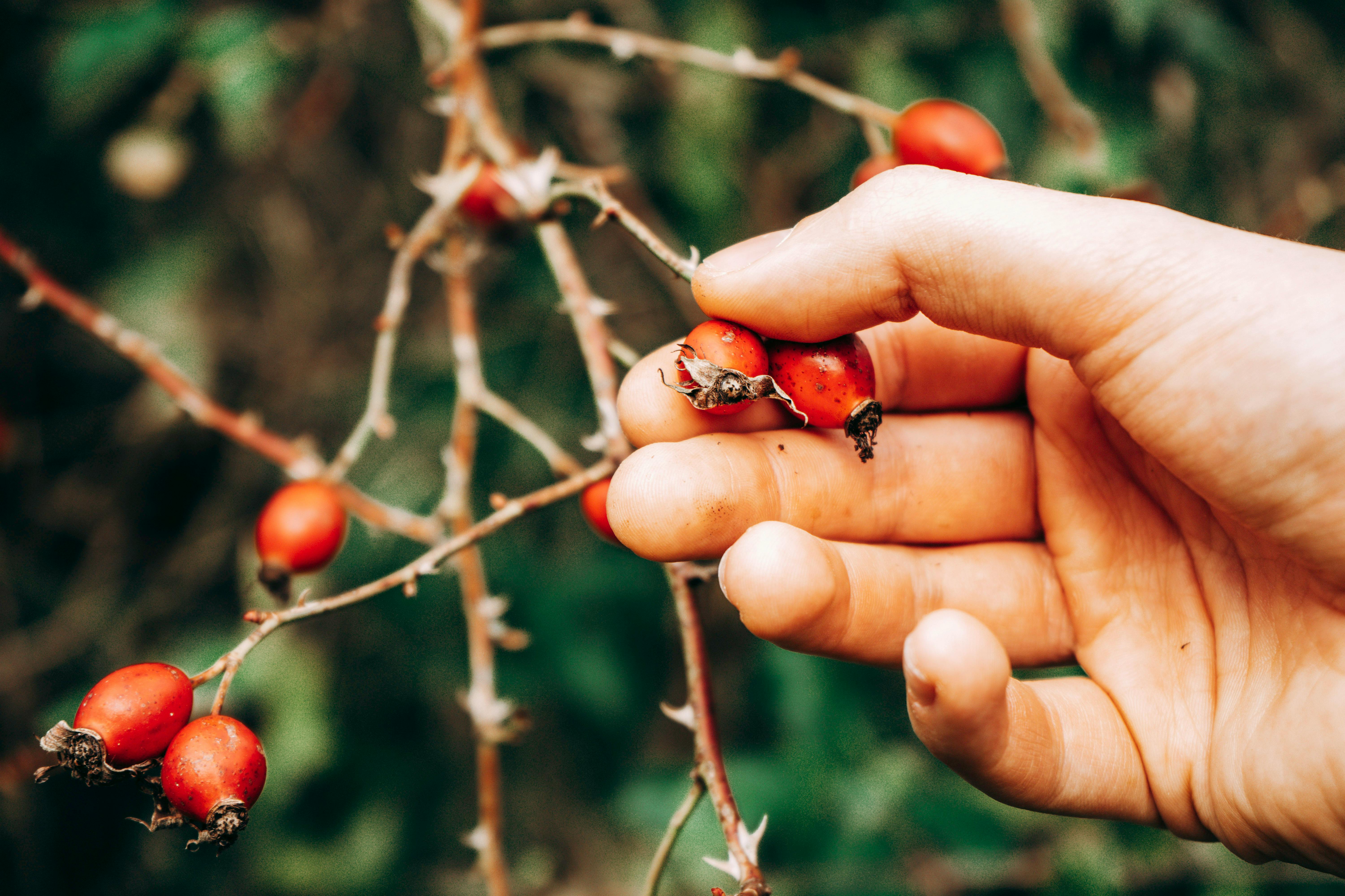Základová fotografie zdarma na téma autumn, berries, berry