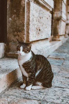 一只迷人的虎斑猫坐在乡村的石板路上