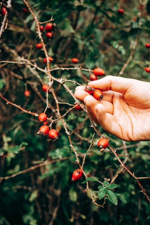 Free A hand picking vibrant red barberry berries from a bush in a natural setting. Stock Photo