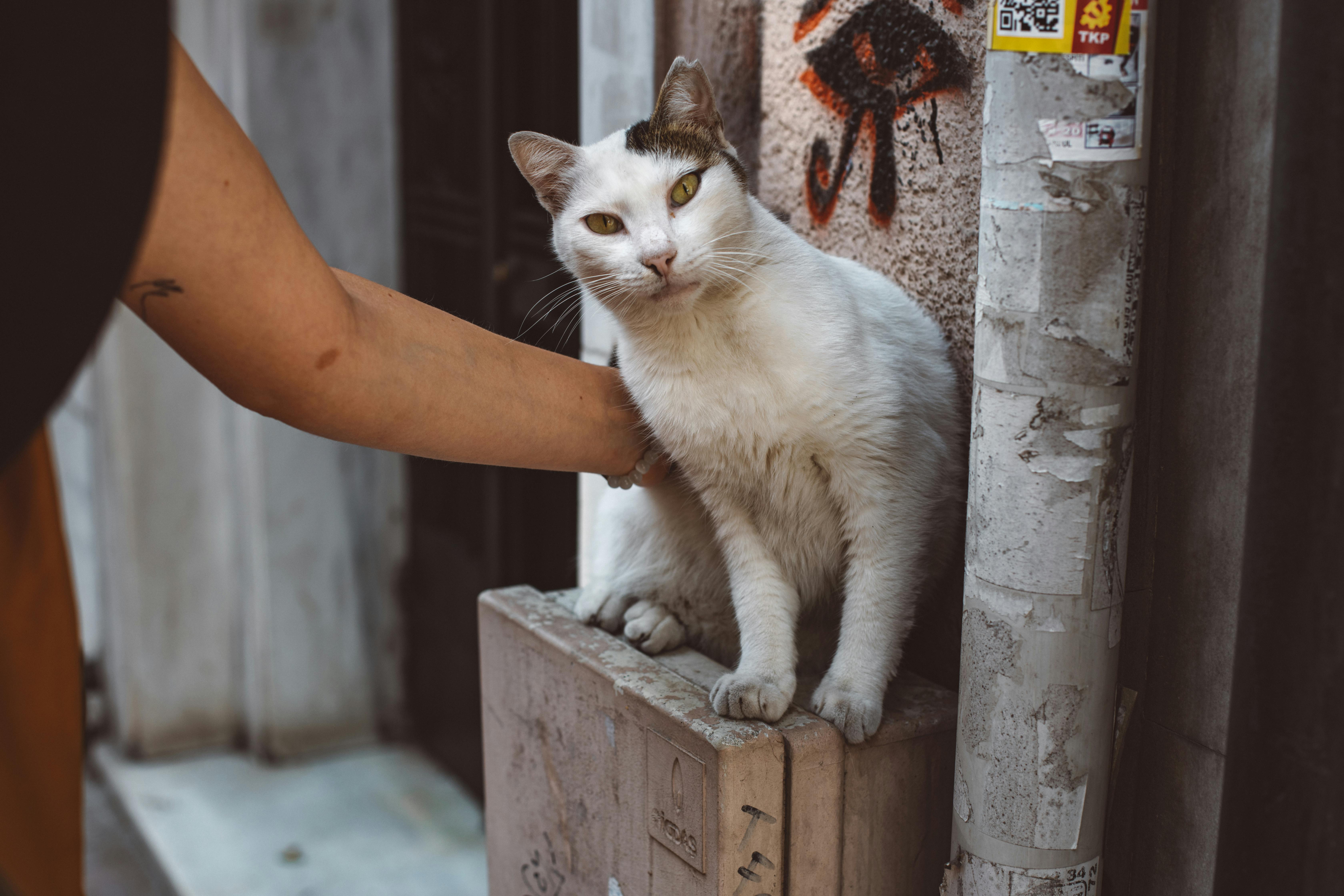 Kočka se natahuje pokaždé, když vstoupíte do místnosti. Není to náhoda.