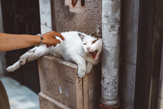 阳光明媚的街道上，一只猫打着哈欠，一个人开玩笑地抚摸着它