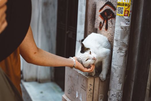 一只黑白相间的野猫在城市里享受着一个人的温柔爱抚