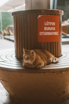 一只橙色虎斑猫舒适地躺在木凳上，背景里有个警告标志