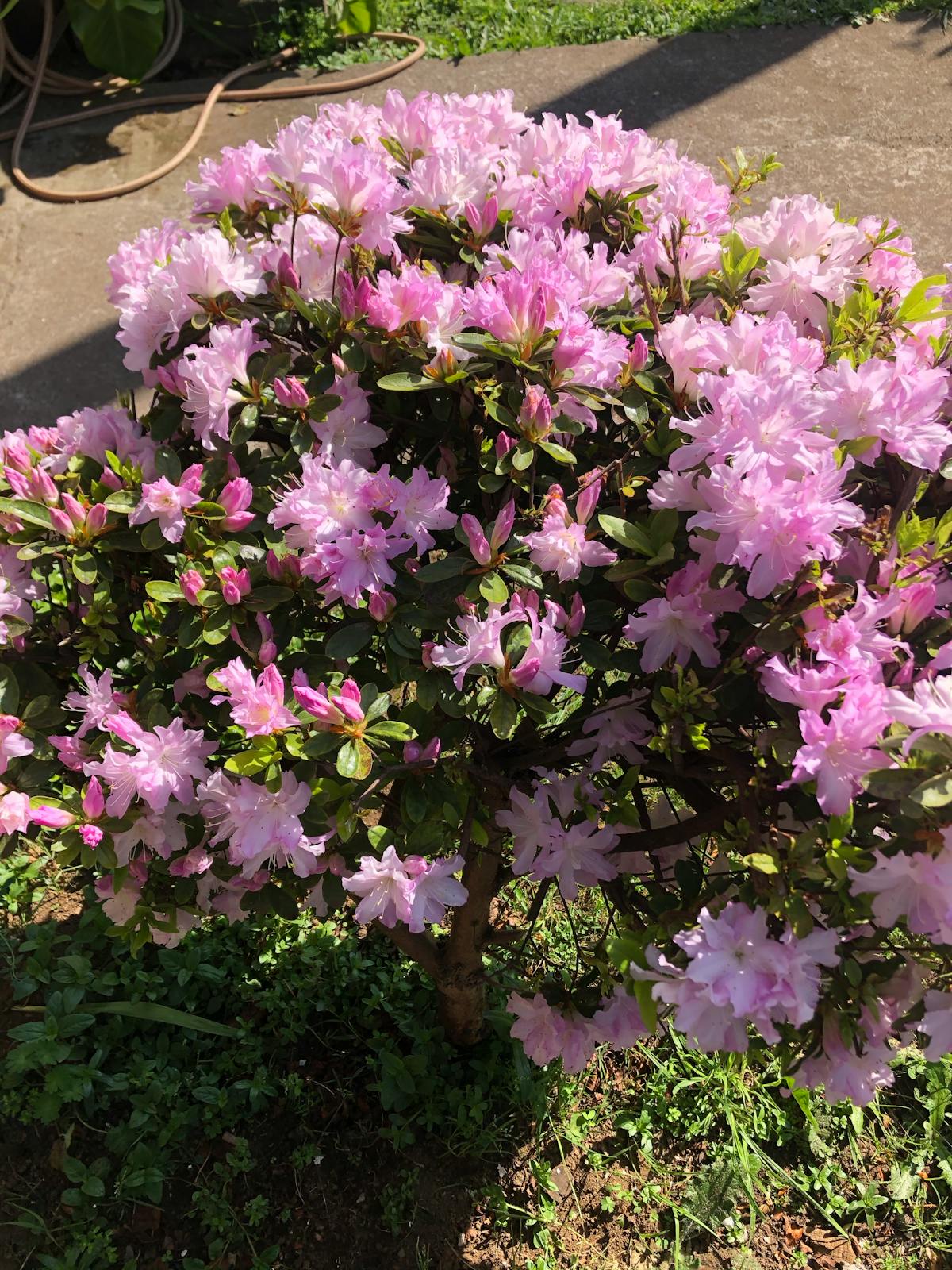 attorney analyzing ethical concerns of AI client scoring systems