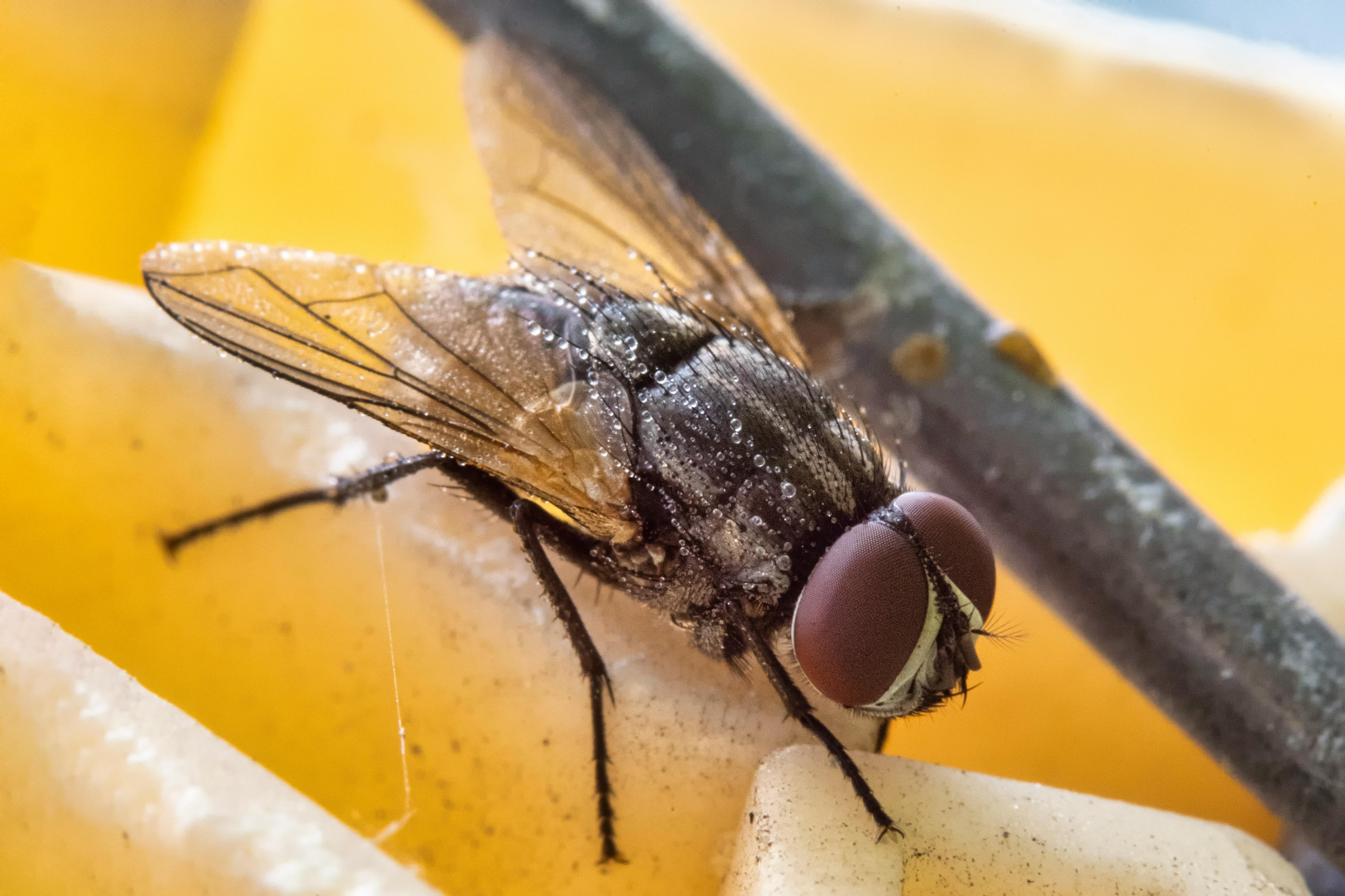 Kenya's Governance Crisis: Institutional Decay and Elite Capture Threaten Investment Stability