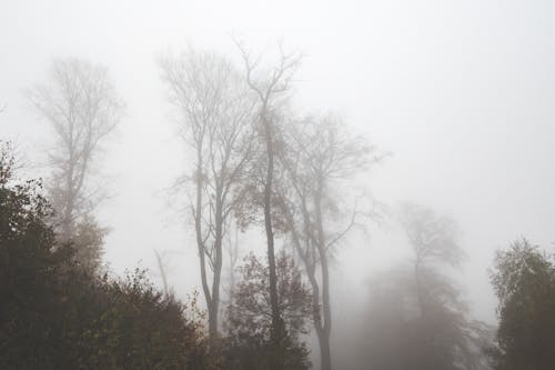 Foggy forest with high trees and bushes