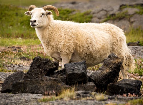 Безкоштовне стокове фото на тему «баран, вівці, впритул»