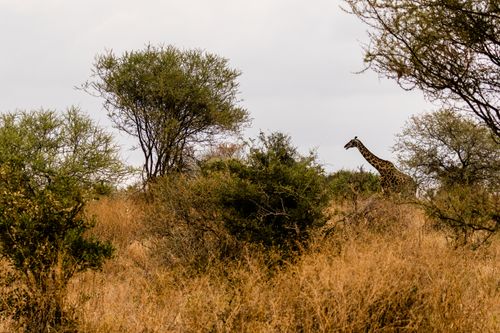 Free A solitary giraffe stands among dry grass and trees in African wilderness. Stock Photo