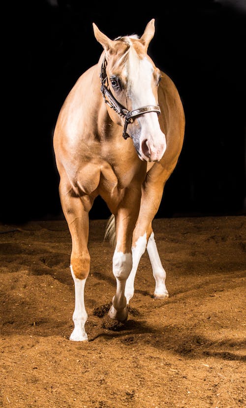 Foto profissional grátis de animal da fazenda, cavalo, doméstico