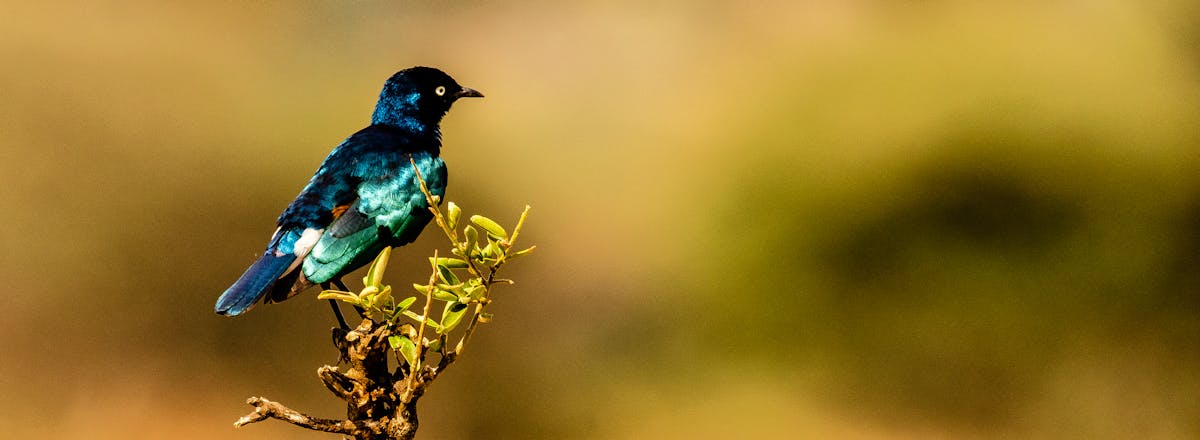 future of transparent justice and algorithmic accountability