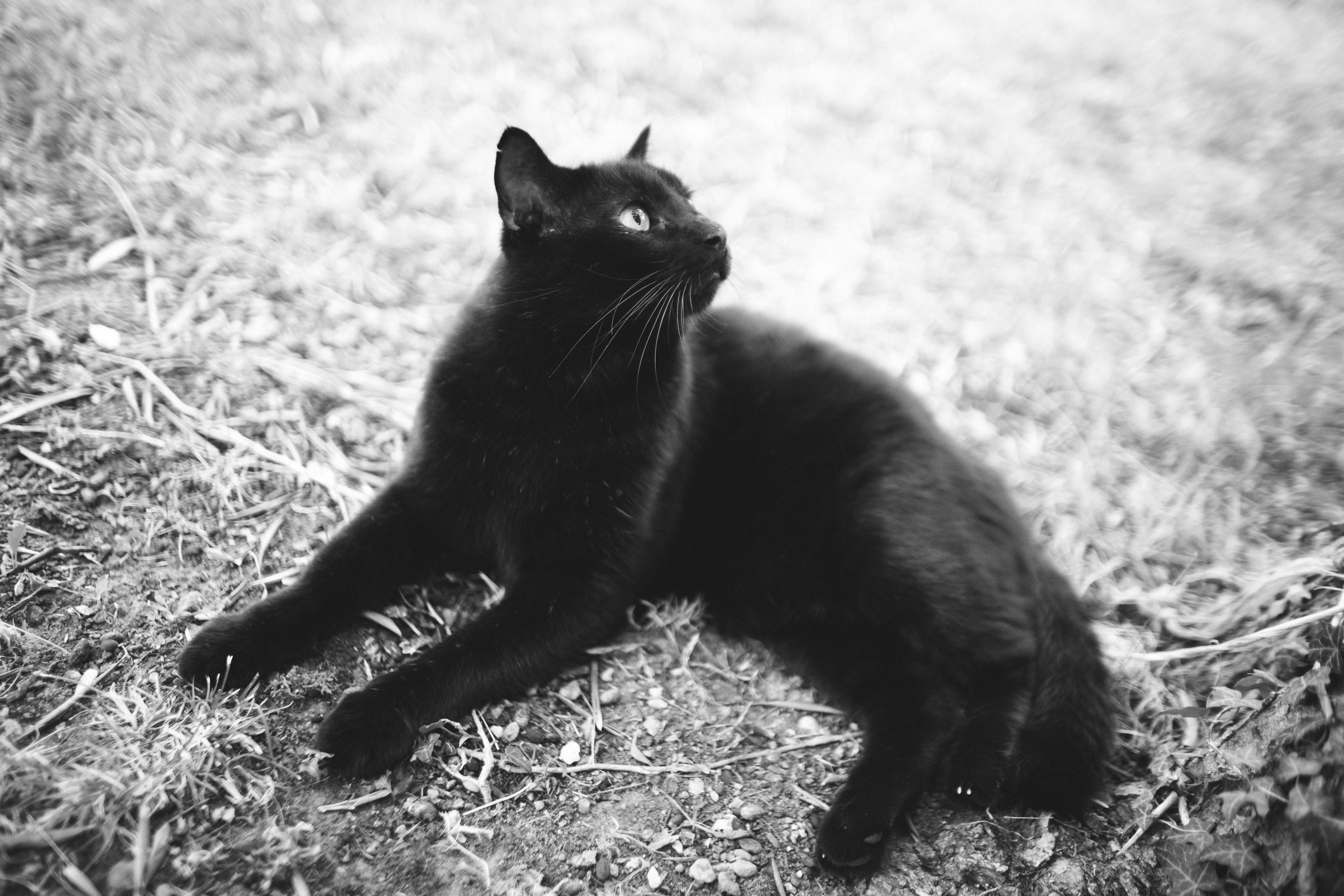 Free stock photo of big cat, black, black cat