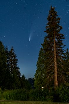 在华盛顿州的星空下，雄伟的松树旁可见一颗彗星