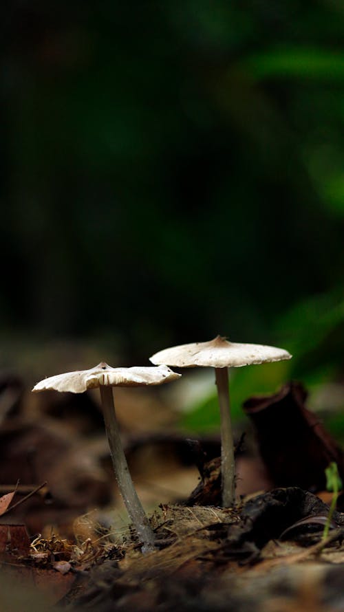 Fotografia Di Messa A Fuoco Selettiva Di Funghi