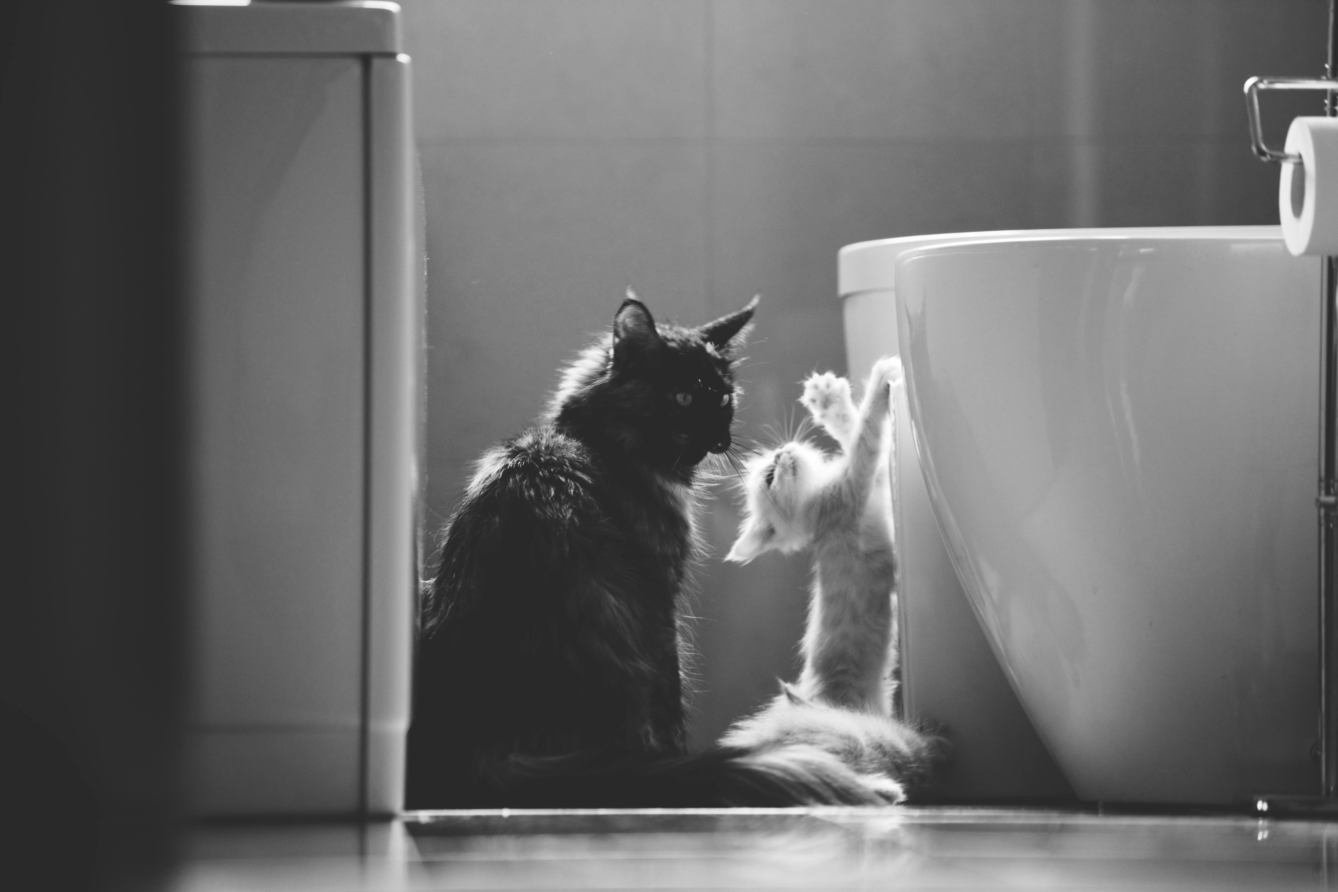 Free Stock Photo Of Bathroom Black And White Cat